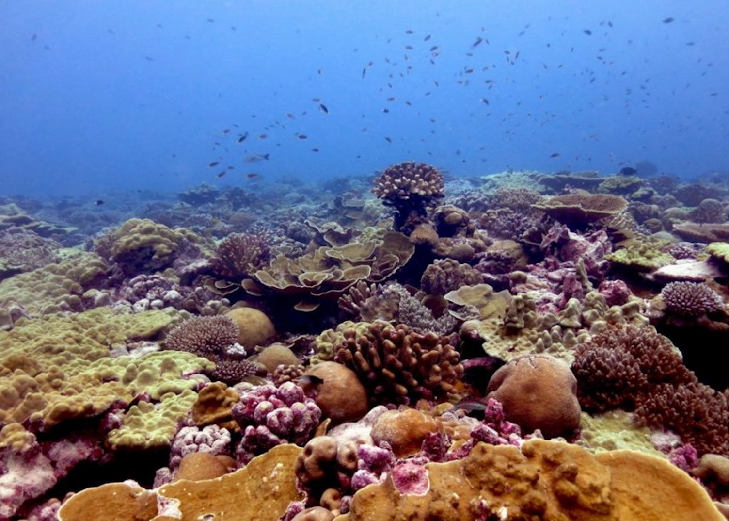 Bleached staghorn coral, northern Great Barrier Reef, 2016